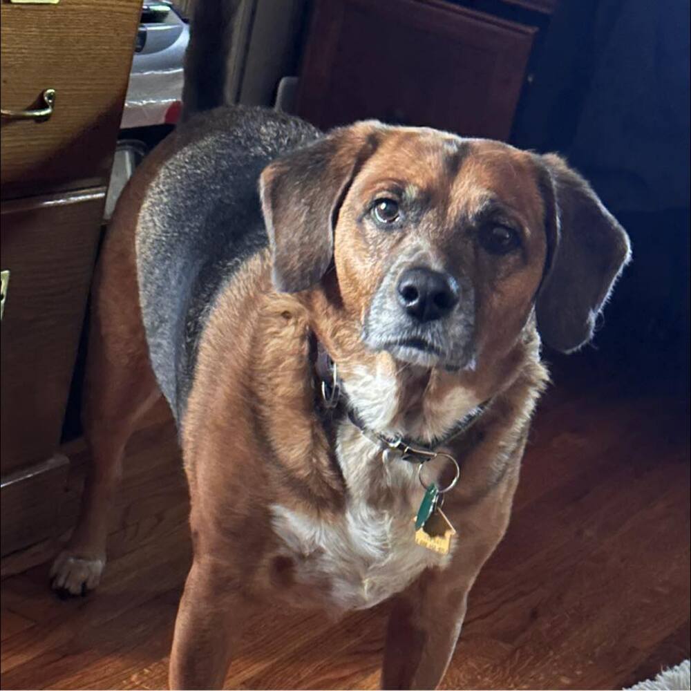 Meet your Posher, Henry